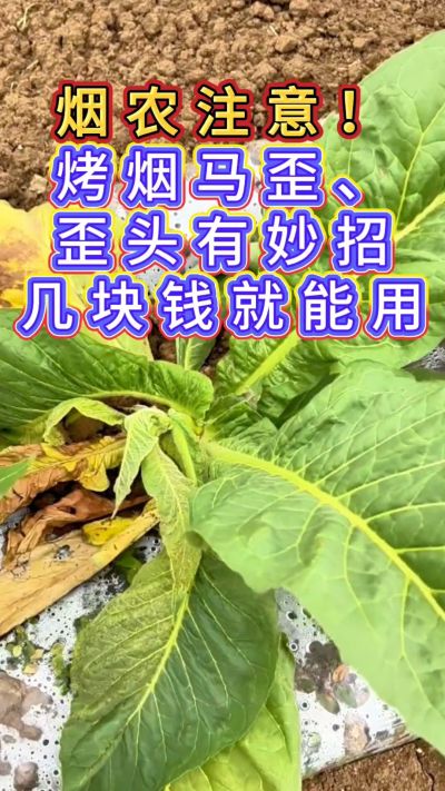 烟农注意，烤烟花叶马歪问题有妙招，几块钱就能用