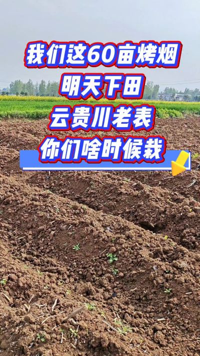 烤烟移栽季，我们60亩明天下田，云贵川老表，你们开栽了吗？