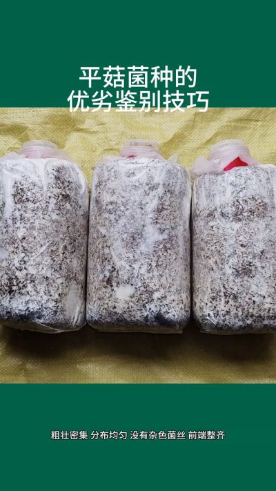 平菇菌种的优劣鉴别技巧