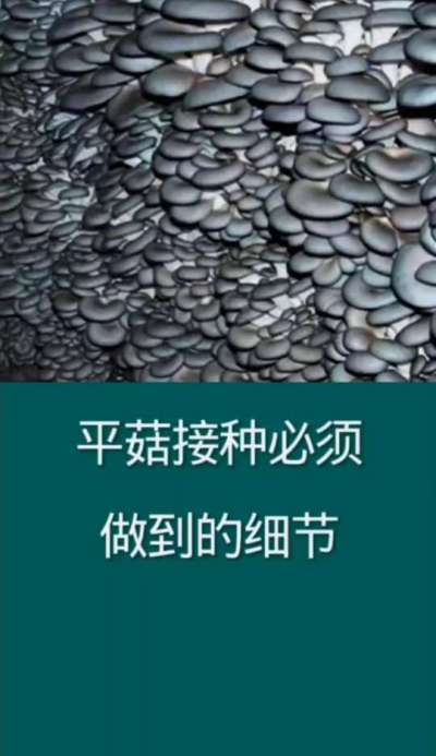 平菇接种必须做到的细节