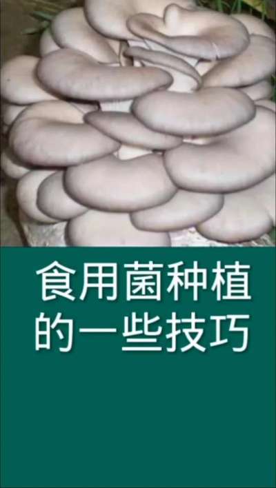 食用菌种植的一些技巧